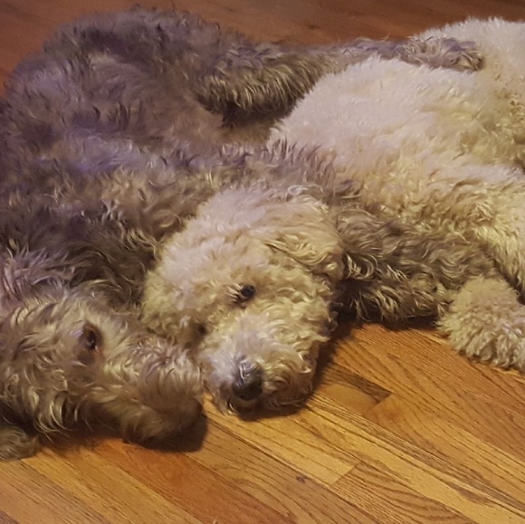 Meet your Posher, Misty - Picture 1 of 2